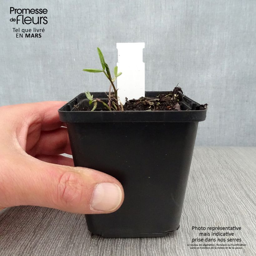 Esimerkki keväällä toimitetusta Mustalinnunherne - Lathyrus niger Godet de 8/9 cm-taimesta