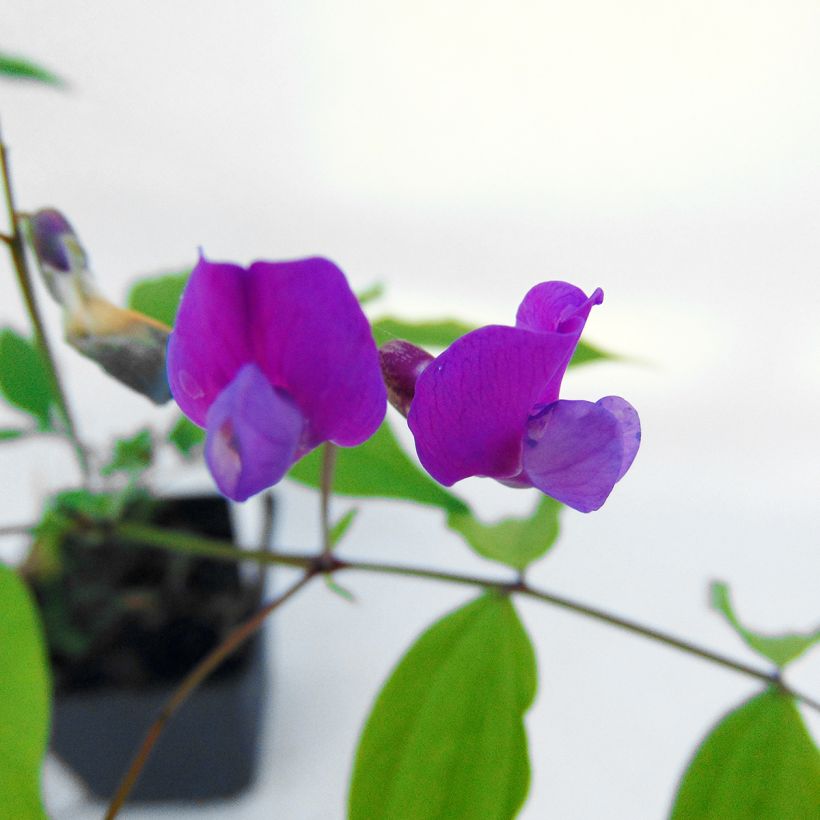 Kevätlinnunherne - Lathyrus vernus (Kukinta)