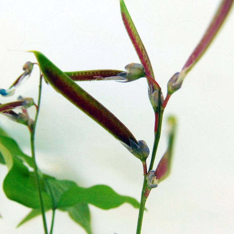 Kevätlinnunherne - Lathyrus vernus (Sadonkorjuu)