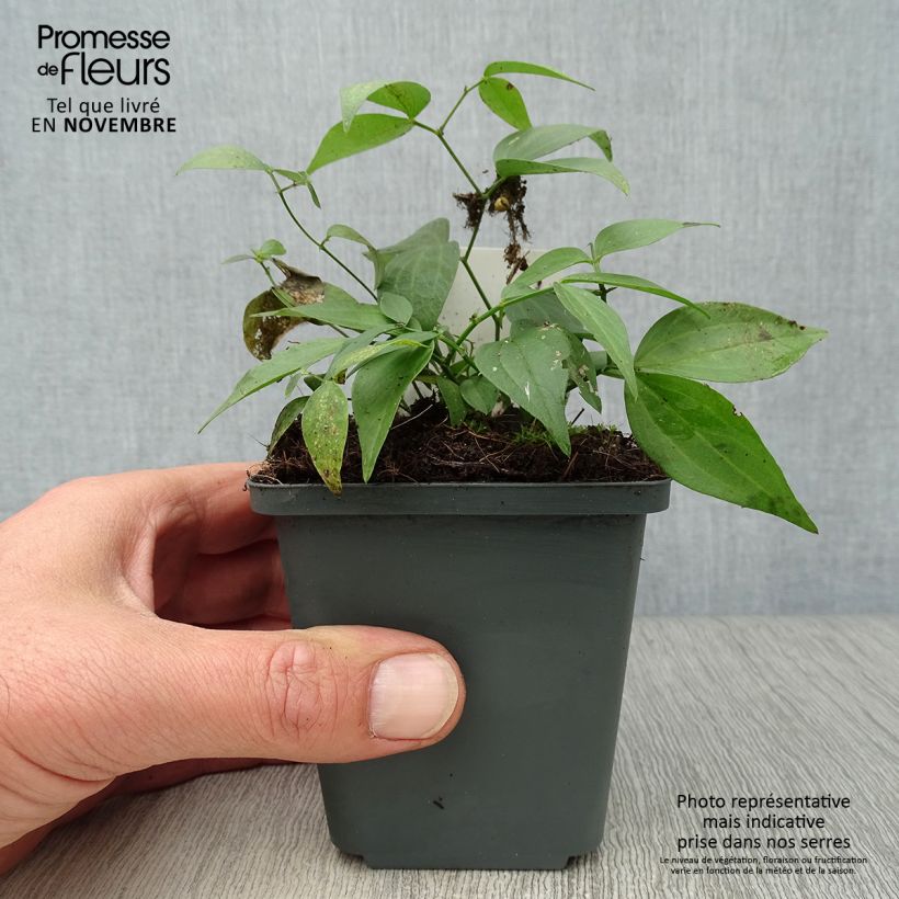 Esimerkki syksyllä toimitetusta Kevätlinnunherne - Lathyrus vernus 8/9 cm taimiruukku-taimesta