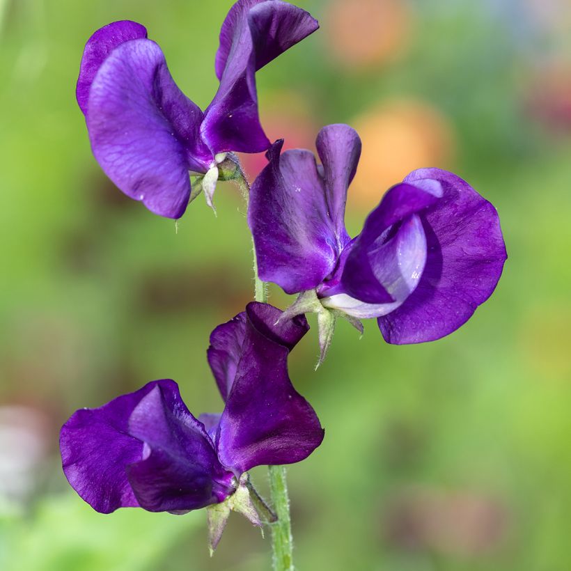 Tuoksuherne Blue Velvet (siemenet) (Kukinta)