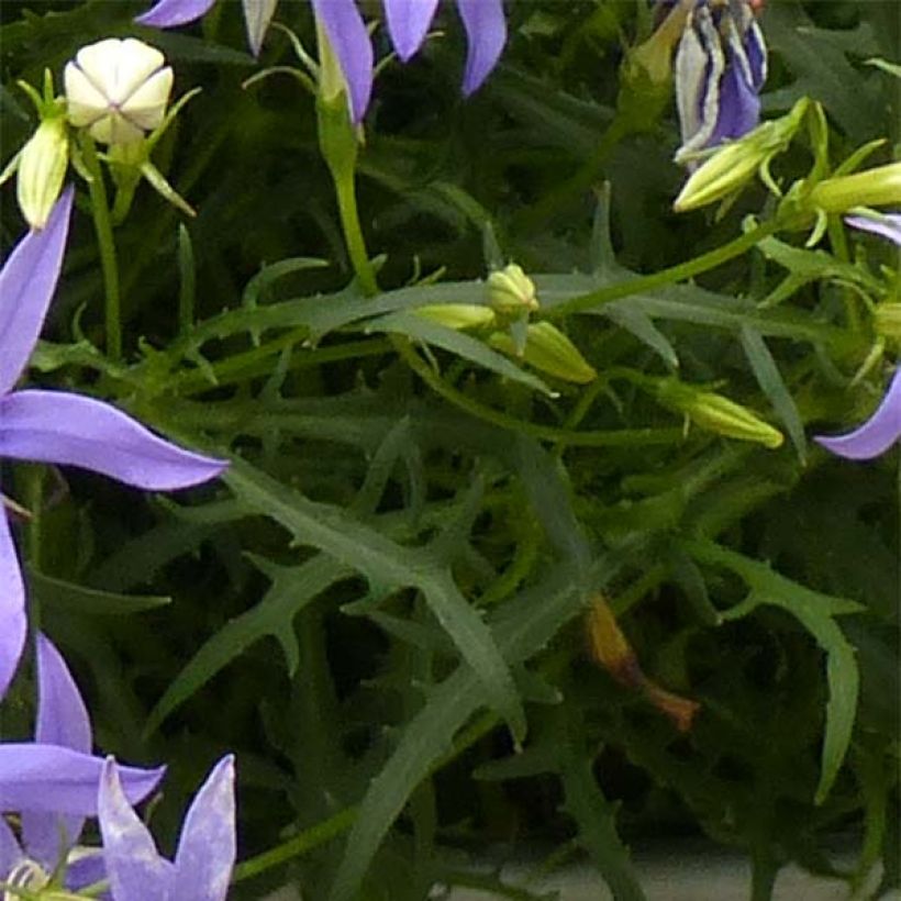 Tähtilobelia Beth's Blue (Lehvistö)