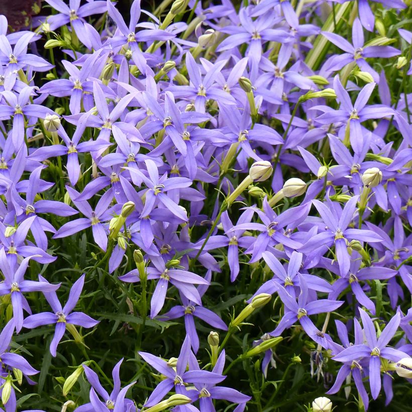 Tähtilobelia Beth's Blue (Kukinta)