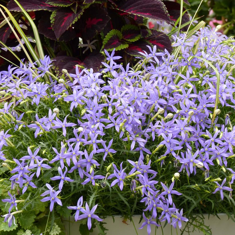 Tähtilobelia Beth's Blue (Kasvutapa)