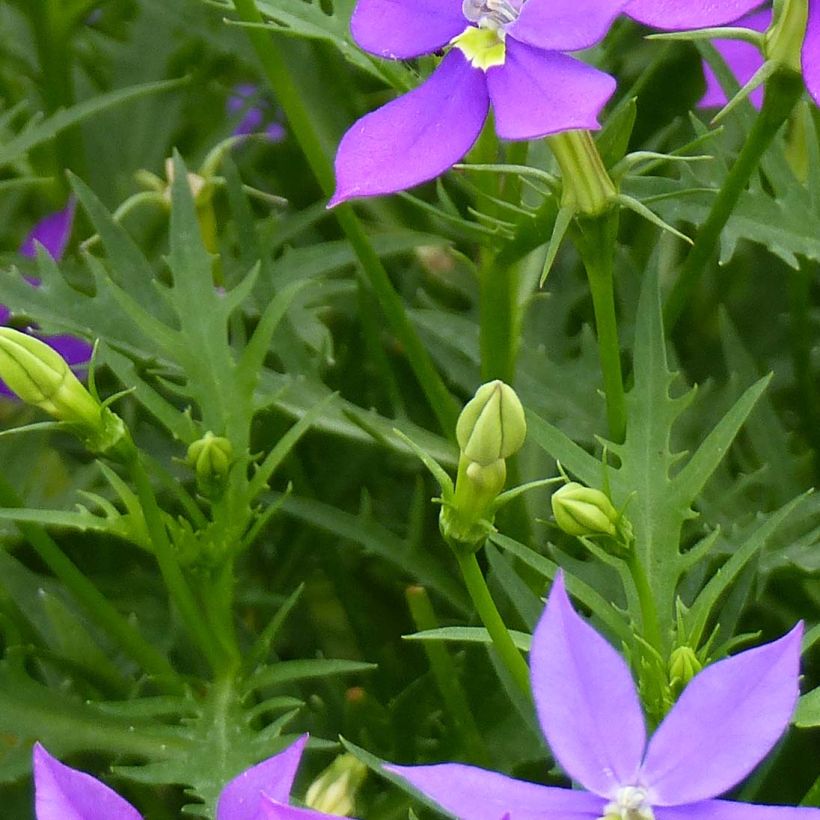 Tähtilobelia Fizz'n'Pop Glowing Purple (Lehvistö)