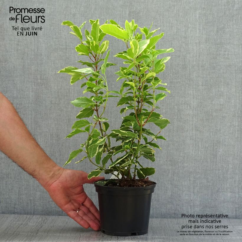 Esimerkki kesällä toimitetusta Laakeriheisi Variegatum Pot de 2L/3L-taimesta