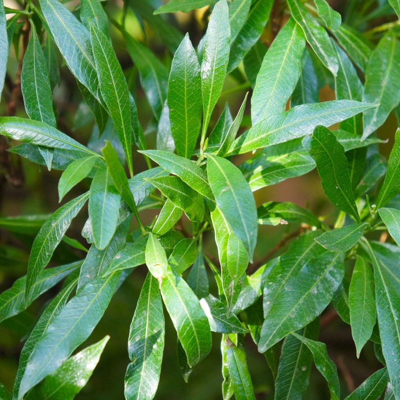 Laakerikirsikka Caucasica (Lehvistö)