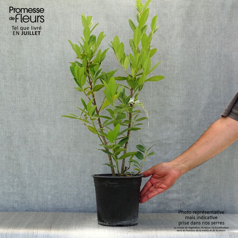 Esimerkki kesällä toimitetusta Laakerikirsikka Greentorch Pot de 3L/4L-taimesta
