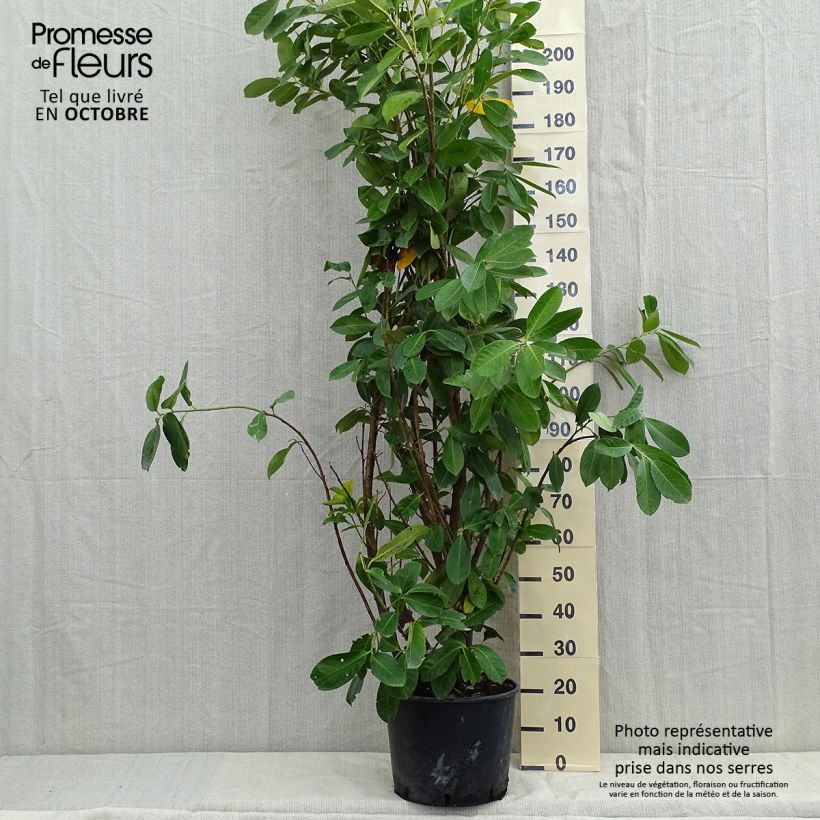 Esimerkki syksyllä toimitetusta Laakerikirsikka Rotundifolia 12 litran/15 litran ruukku-taimesta