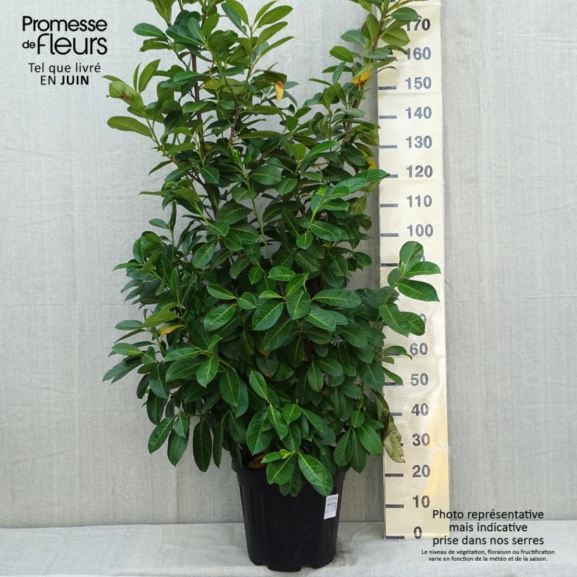 Esimerkki keväällä toimitetusta Laakerikirsikka Rotundifolia Ruukku 12L / 15L-taimesta