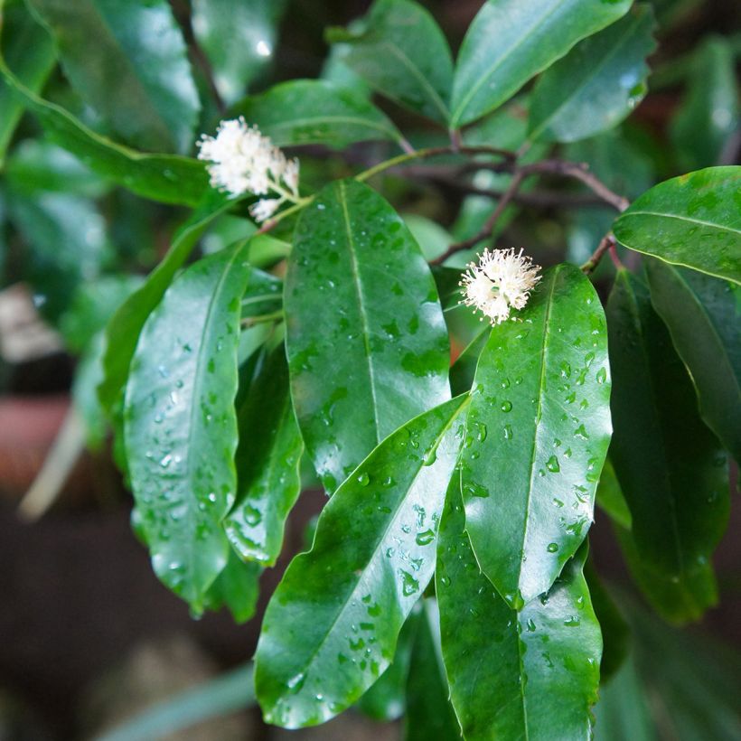 Laakerikirsikka Rotundifolia (Kukinta)