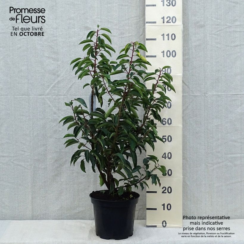 Esimerkki syksyllä toimitetusta Portugalinlaakerikirsikka - Prunus lusitanica 7,5 litran / 10 litran ruukku-taimesta
