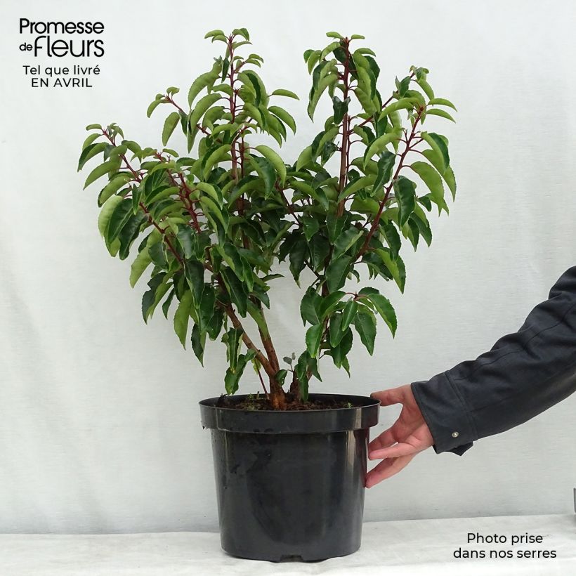 Example of Portugalinlaakerikirsikka - Prunus lusitanica Pot de 7,5L/10L as you get in printemps