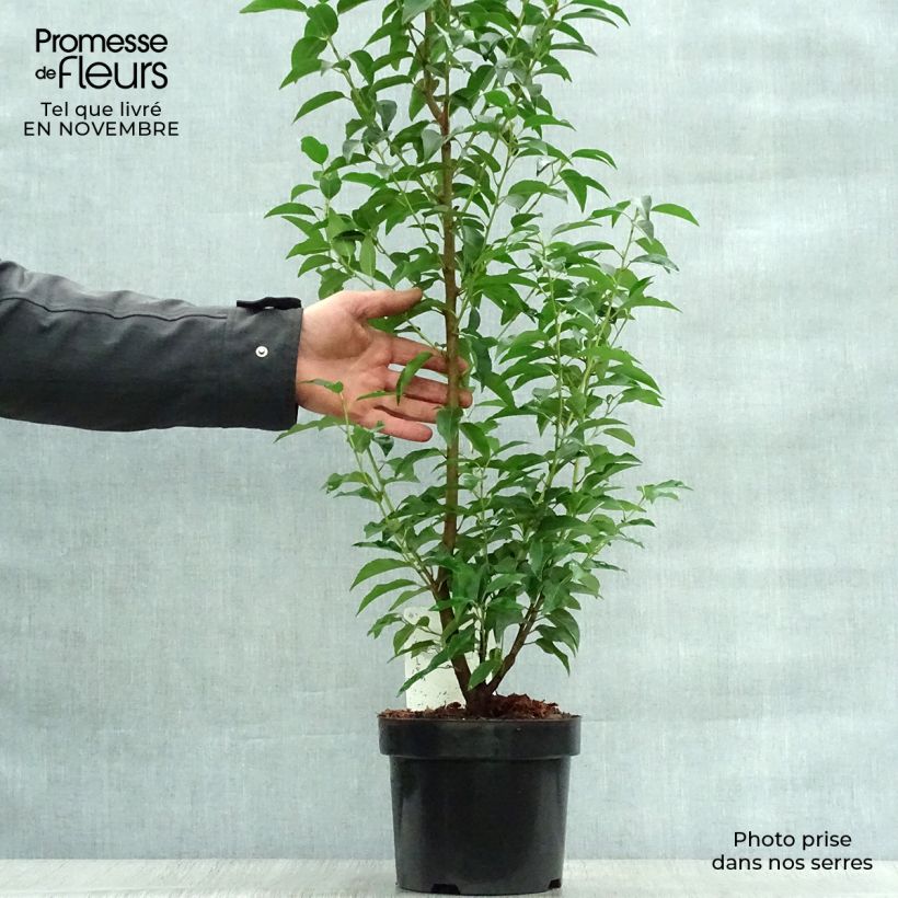 Esimerkki syksyllä toimitetusta Portugalinlaakerikirsikka Angustifolia 3 litran/4 litran ruukku-taimesta