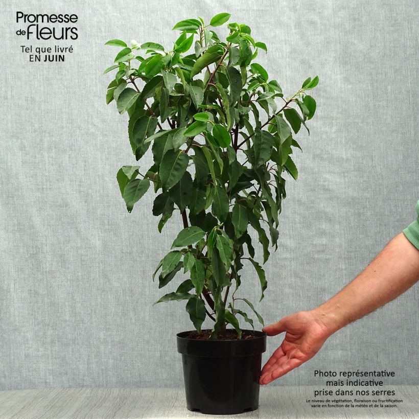 Esimerkki kesällä toimitetusta Portugalinlaakerikirsikka Angustifolia Ruukku 3L / 4L-taimesta