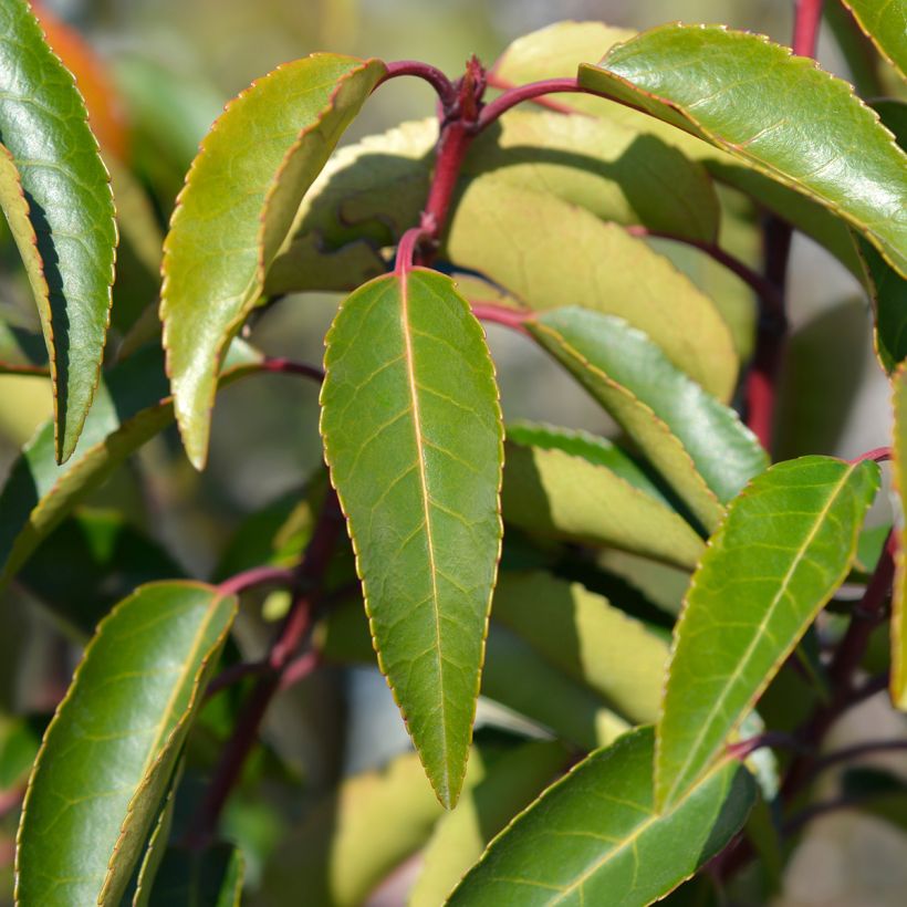 Portugalinlaakerikirsikka Angustifolia (Lehvistö)