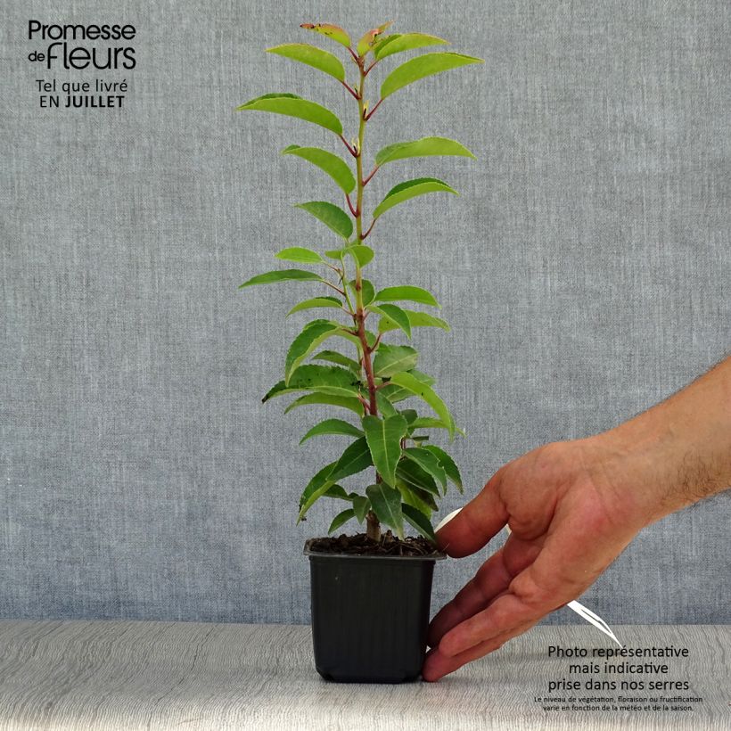 Esimerkki kesällä toimitetusta Portugalinlaakerikirsikka Angustifolia Taimiruukku 8/9 cm-taimesta