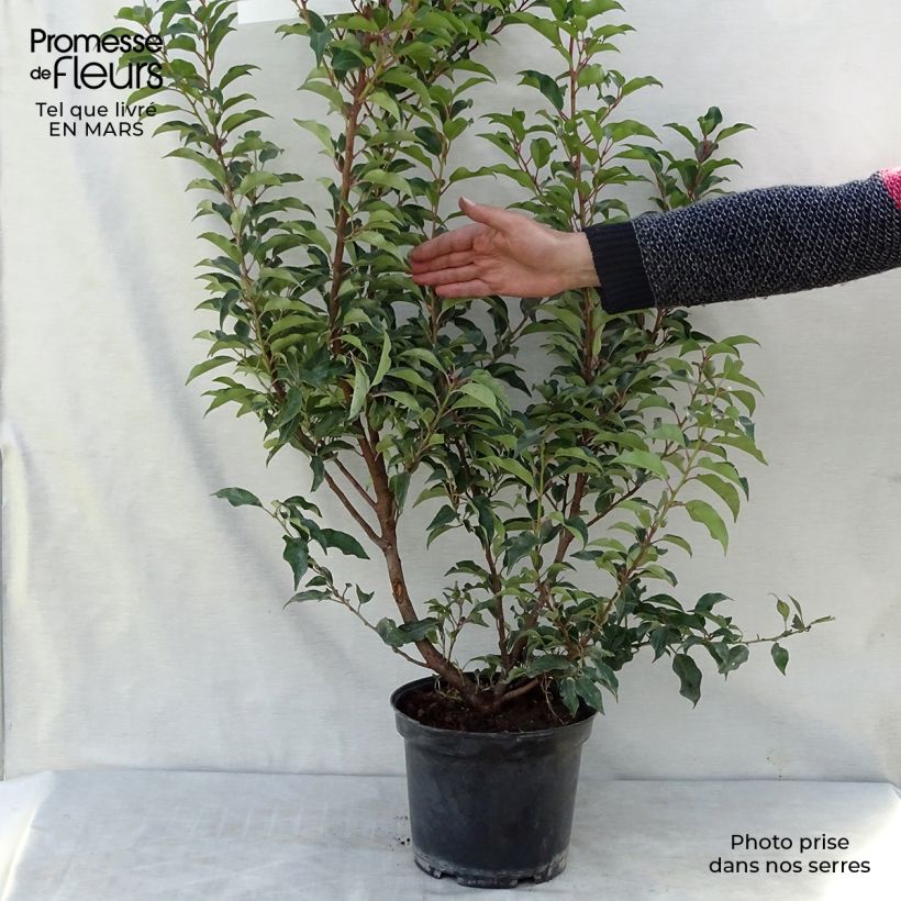 Esimerkki keväällä toimitetusta Portugalinlaakerikirsikka Brenelia Pot de 7,5L/10L-taimesta