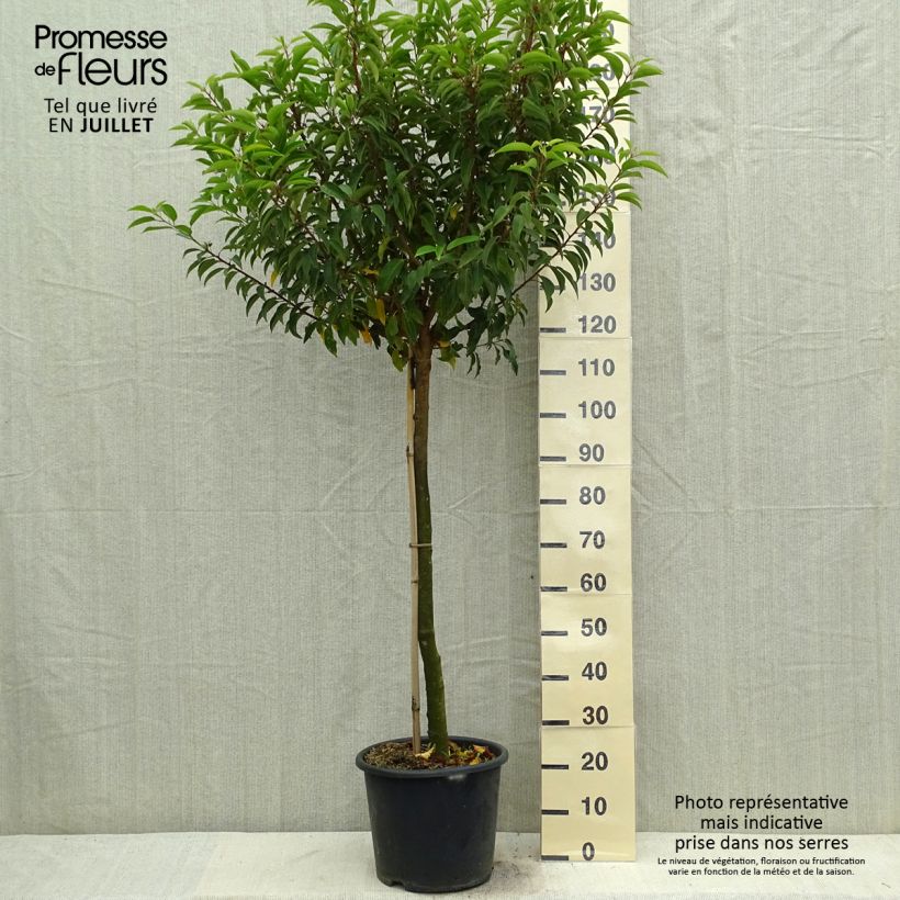 Esimerkki kesällä toimitetusta Portugalinlaakerikirsikka Myrtifolia Pot de 12L/15L, Demi-Tige-taimesta