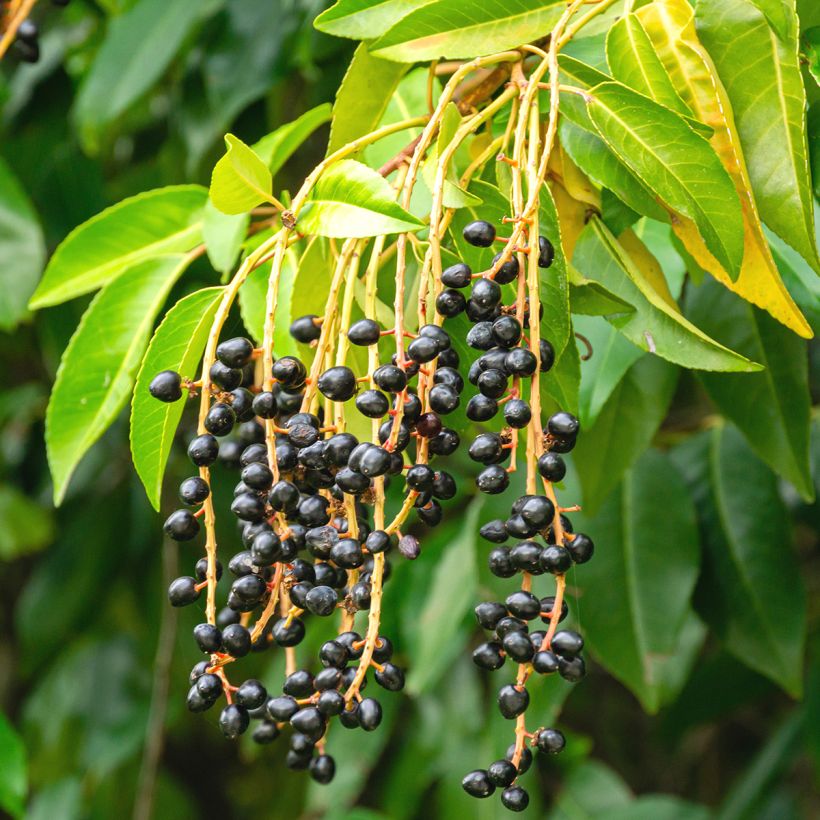 Portugalinlaakerikirsikka - Prunus lusitanica (Harvest)