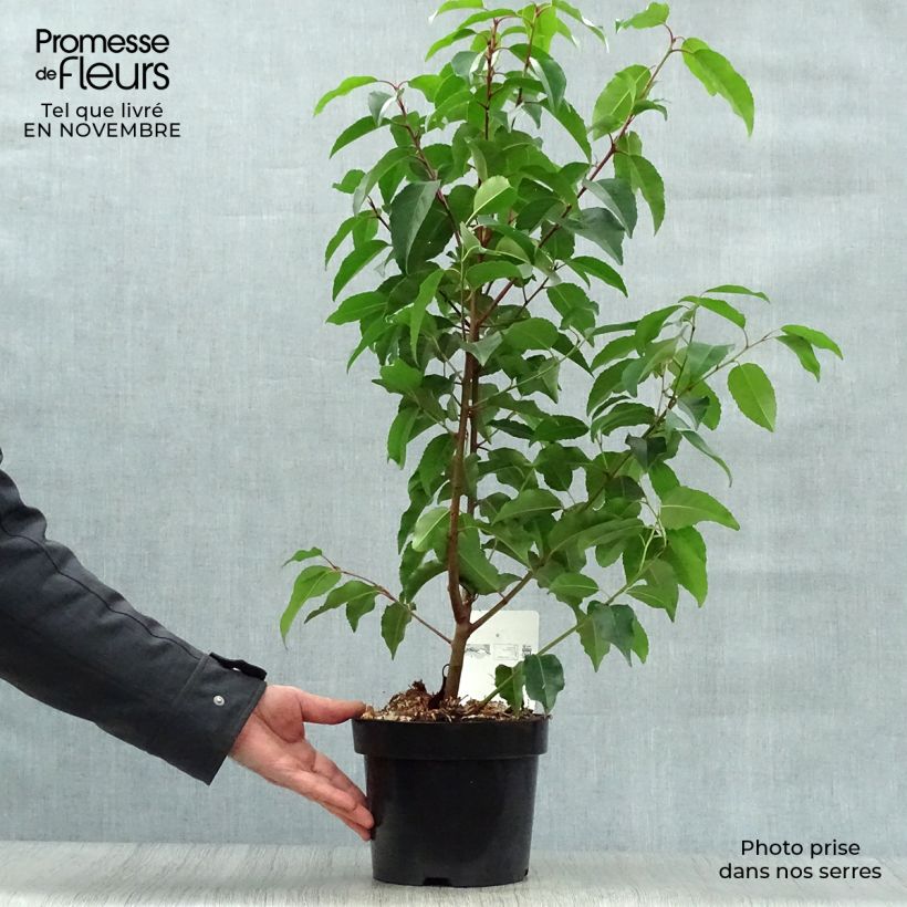Esimerkki syksyllä toimitetusta Portugalinlaakerikirsikka - Prunus lusitanica 3 litran/4 litran ruukku-taimesta