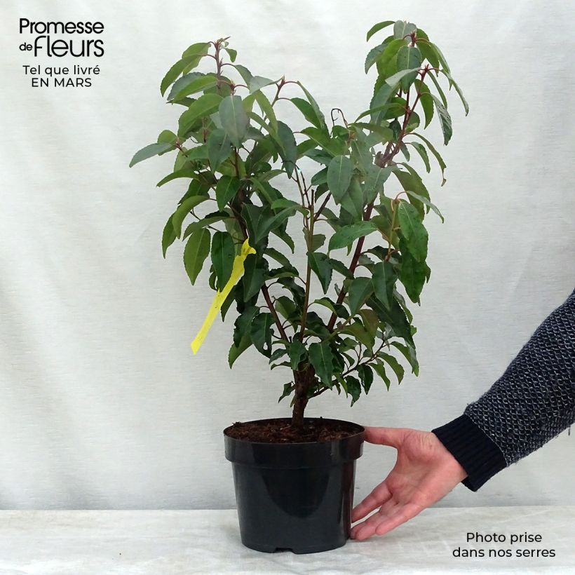 Example of Portugalinlaakerikirsikka - Prunus lusitanica Pot de 3L/4L as you get in printemps