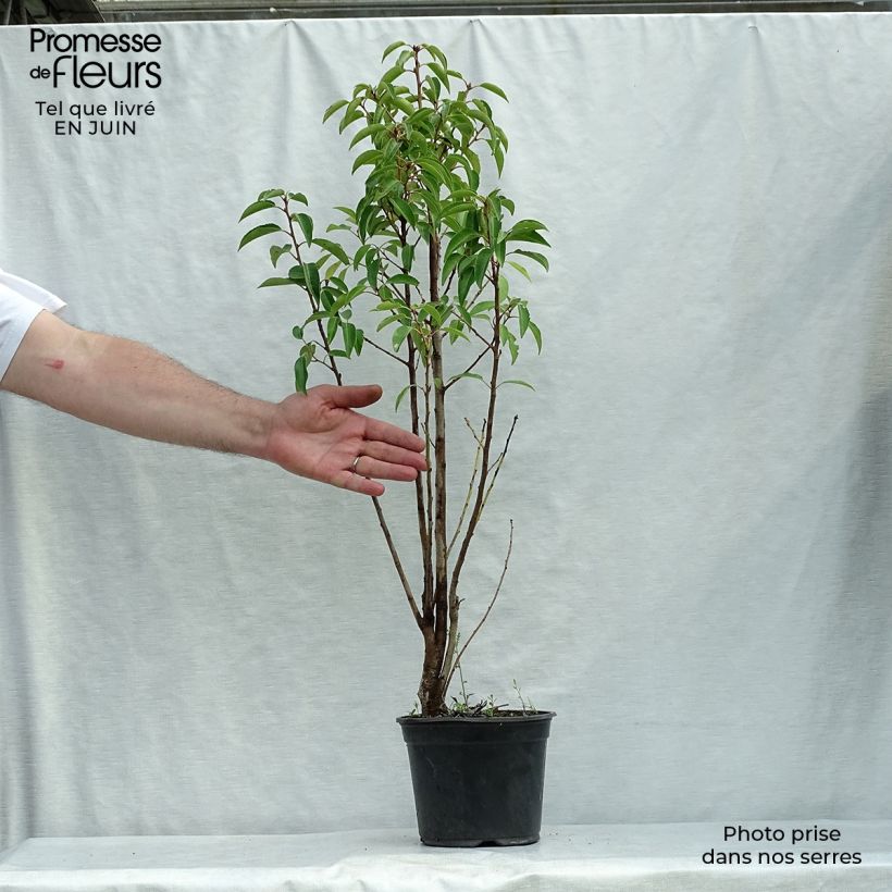 Esimerkki kesällä toimitetusta Portugalinlaakerikirsikka - Prunus lusitanica Ruukku 3L / 4L-taimesta