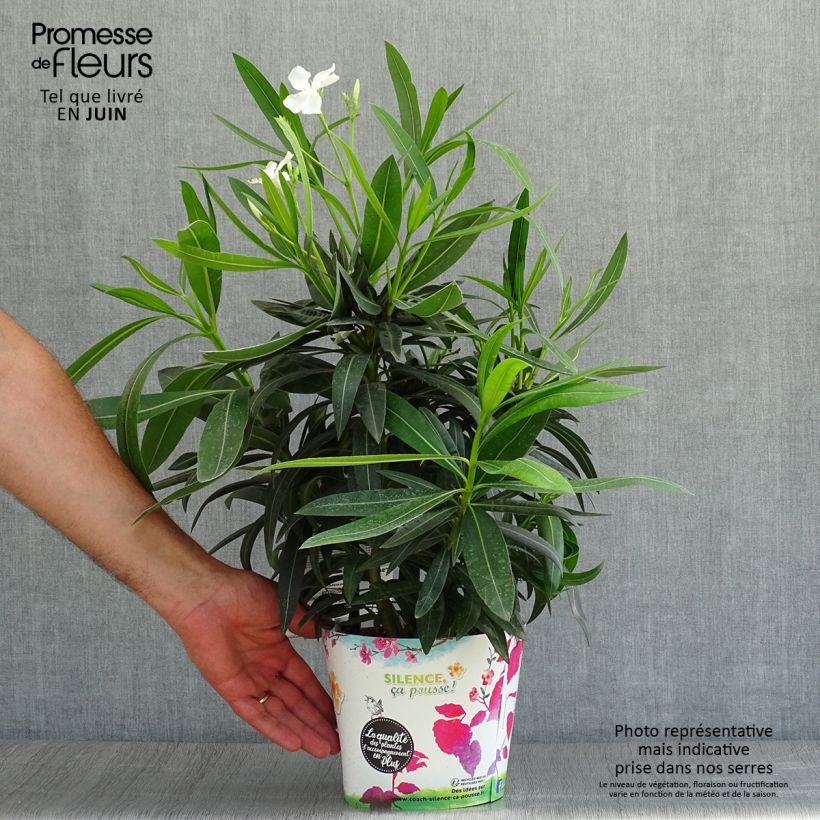 Esimerkki kesällä toimitetusta Oleanteri Alsace Pot de 3L/4L, Buisson-taimesta