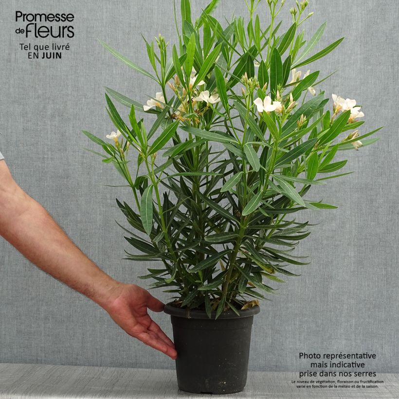 Esimerkki kesällä toimitetusta Oleanteri Angiolo Pucci Pot de 3L/4L, Buisson-taimesta