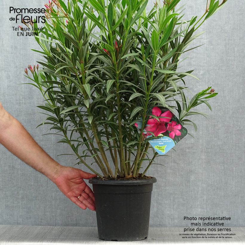 Esimerkki kesällä toimitetusta Oleanteri Italia Ruukku 7,5L / 10L-taimesta