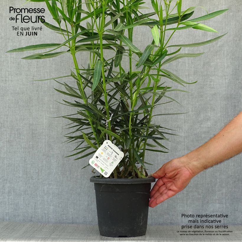 Esimerkki kesällä toimitetusta Oleanteri Luteum Plenum Pot de 3L/4L, Buisson-taimesta
