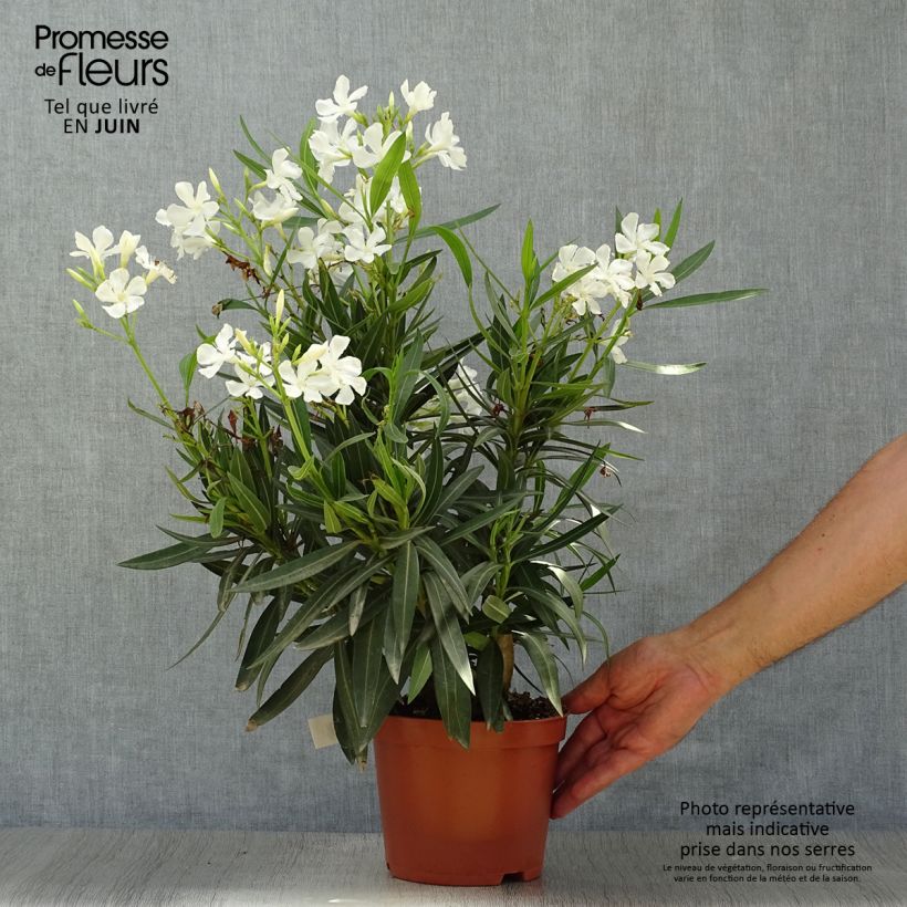 Esimerkki kesällä toimitetusta Oleanteri Blanc Pot de 2L/3L, Buisson-taimesta