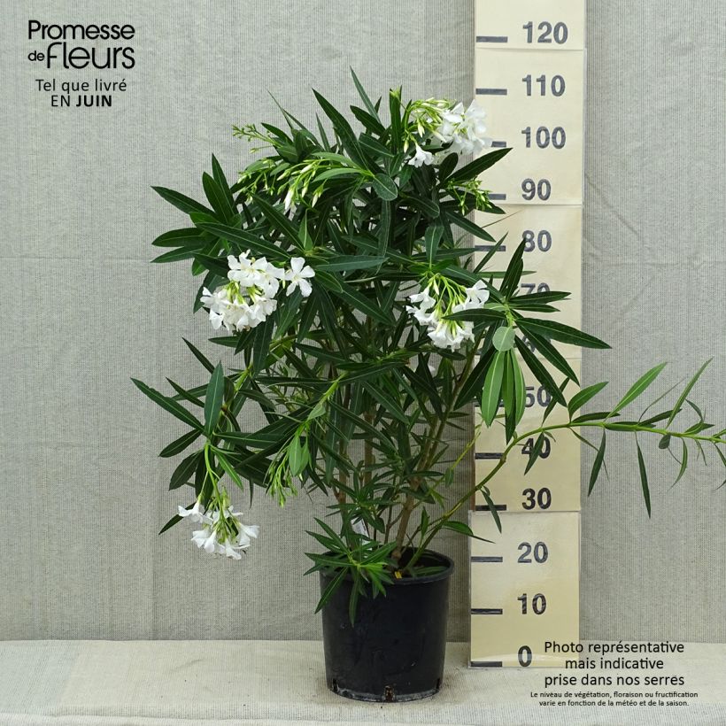 Esimerkki kesällä toimitetusta Oleanteri Blanc Pot de 6L/7L-taimesta