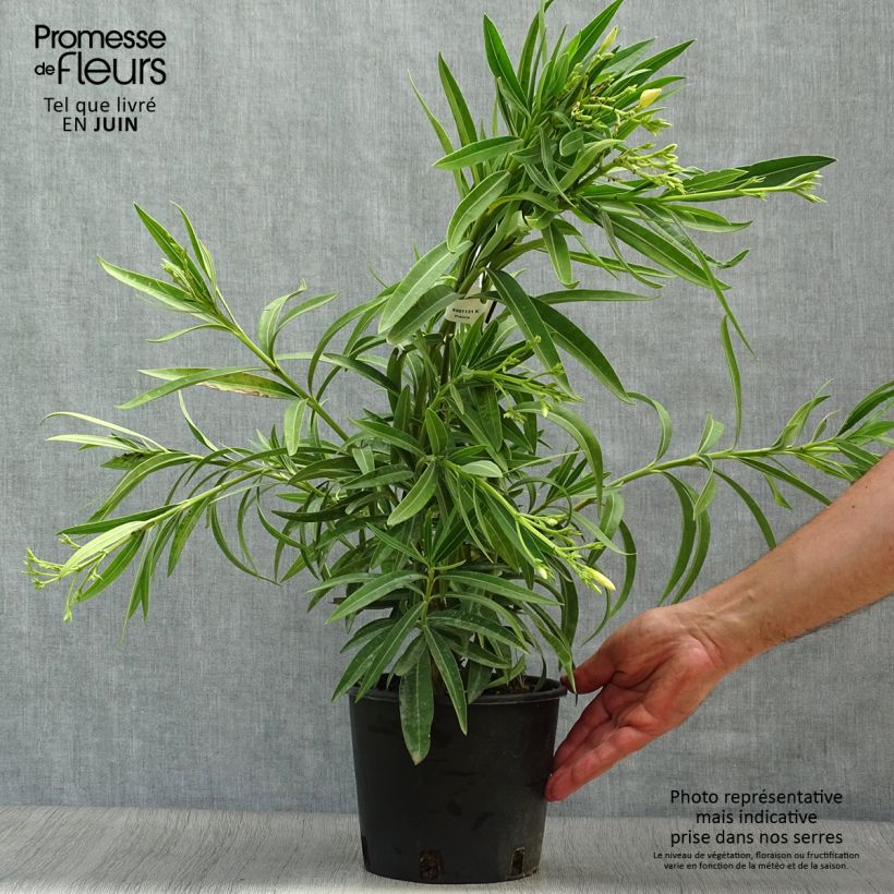 Esimerkki kesällä toimitetusta Oleanteri Jaune Pot de 2L/3L, Buisson-taimesta