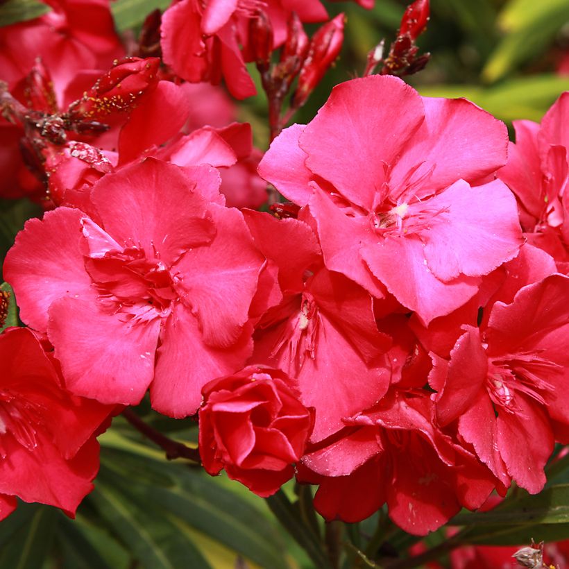 Oleanteri Rouge Double (Kukinta)