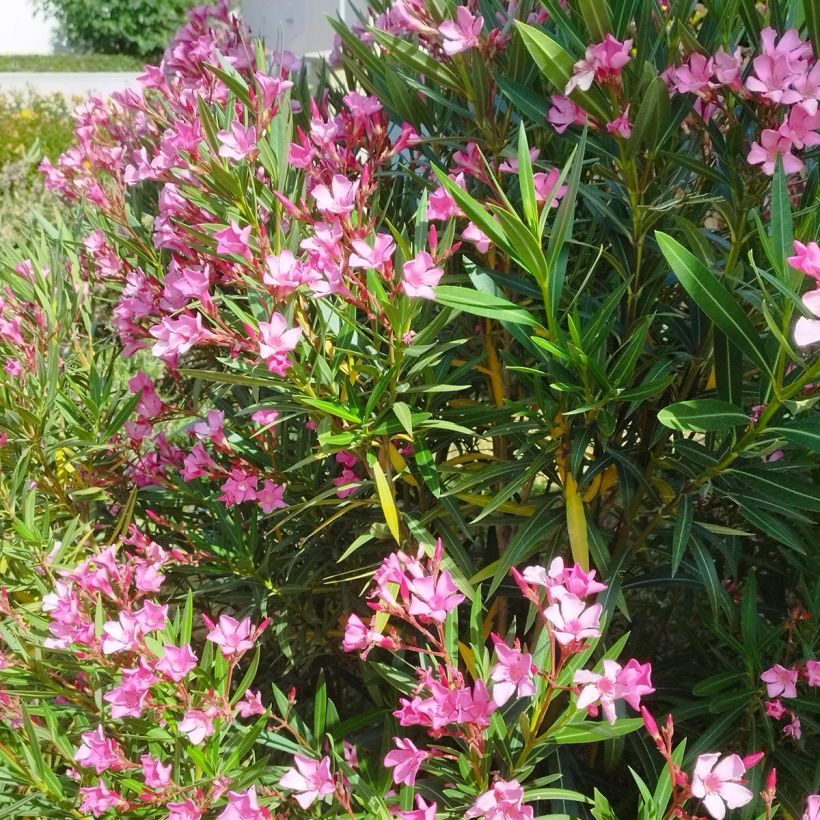 Oleanteri Rose (Kasvutapa)
