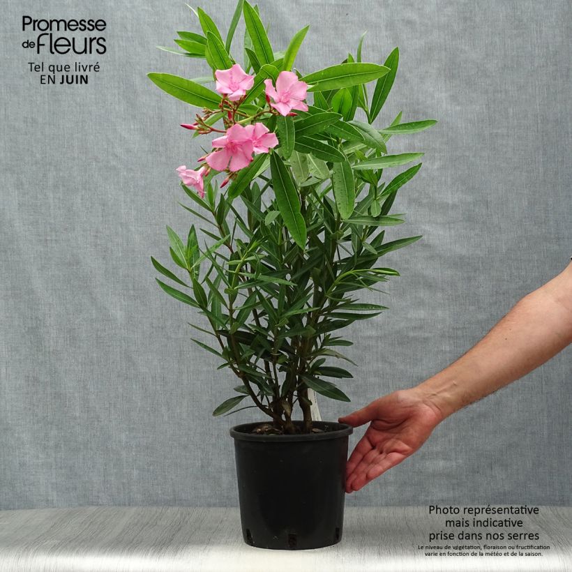 Esimerkki kesällä toimitetusta Oleanteri Rose Ruukku 2L / 3L-taimesta
