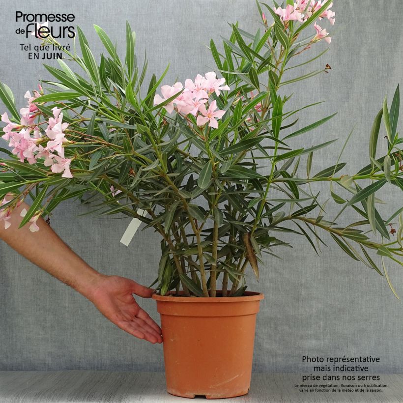 Esimerkki kesällä toimitetusta Oleanteri Rose Ruukku 6L / 7L-taimesta