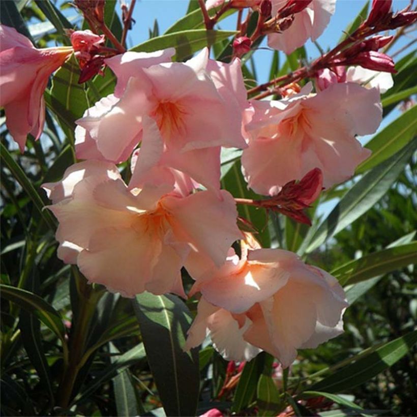 Oleanteri Provence (Kukinta)