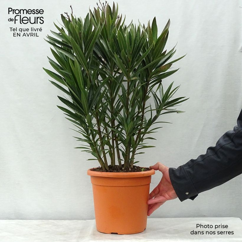 Esimerkki keväällä toimitetusta Oleanteri Roseum Plenum Pot de 7,5L/10L-taimesta