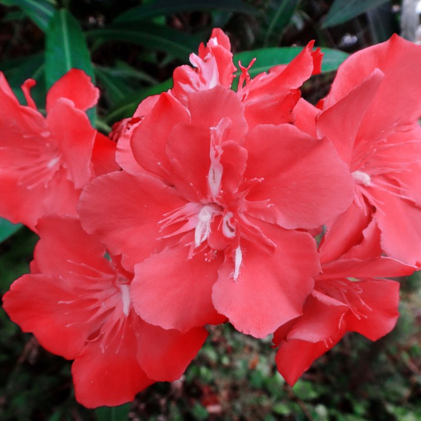 Oleanteri Scarlet Beauty (Kukinta)
