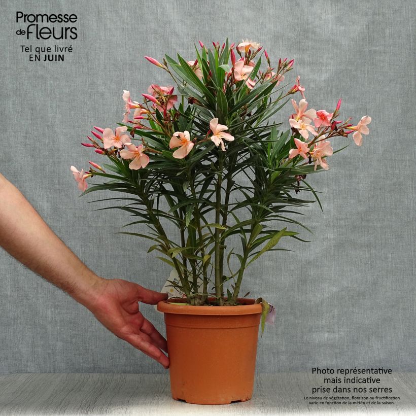 Esimerkki kesällä toimitetusta Oleanteri Soleil Levant Pot de 3L/4L, Buisson-taimesta