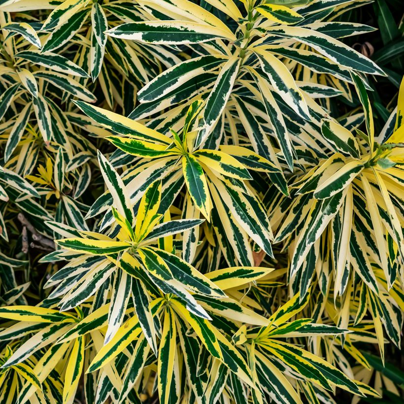 Oleanteri Variegata (Lehvistö)