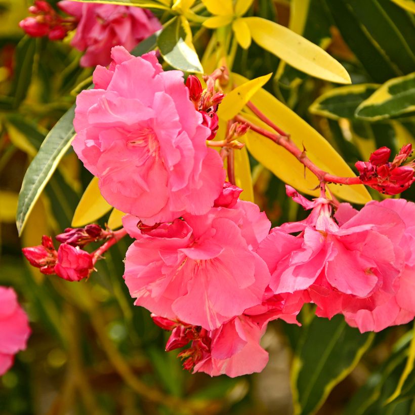 Oleanteri Variegata (Kukinta)
