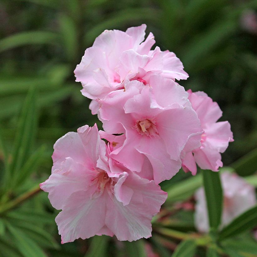 Oleanteri Roseum Plenum (Kukinta)