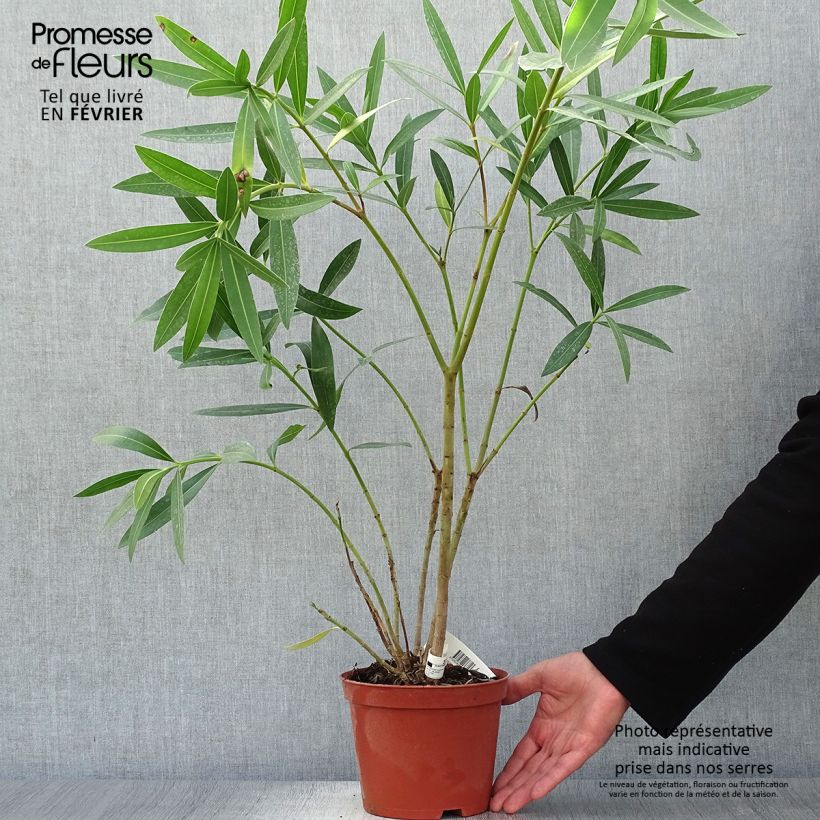 Esimerkki syksyllä toimitetusta Oleanteri Roseum Plenum 2 litran/3 litran ruukku, Pensas-taimesta