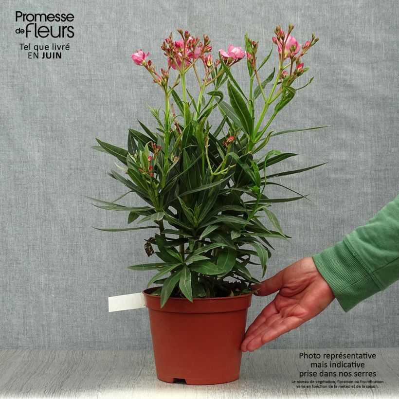 Esimerkki kesällä toimitetusta Oleanteri Roseum Plenum Pot de 2L/3L, Buisson-taimesta