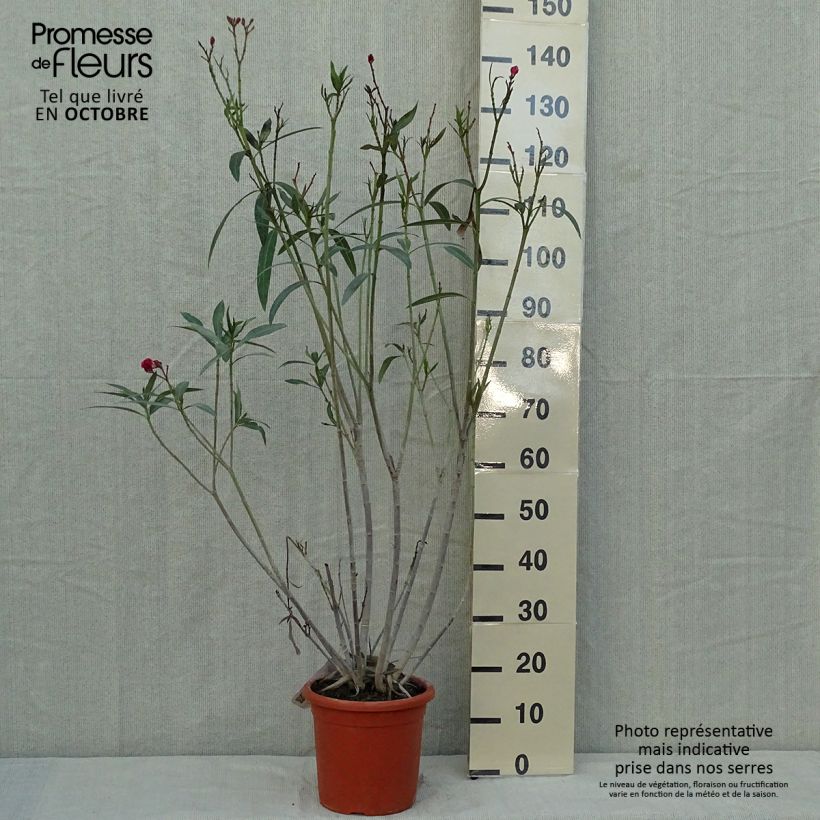 Esimerkki syksyllä toimitetusta Oleanteri Roseum Plenum 7,5 litran / 10 litran ruukku-taimesta
