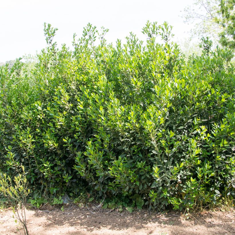 Välimerenlaakeri de Jerusalem (Kasvutapa)
