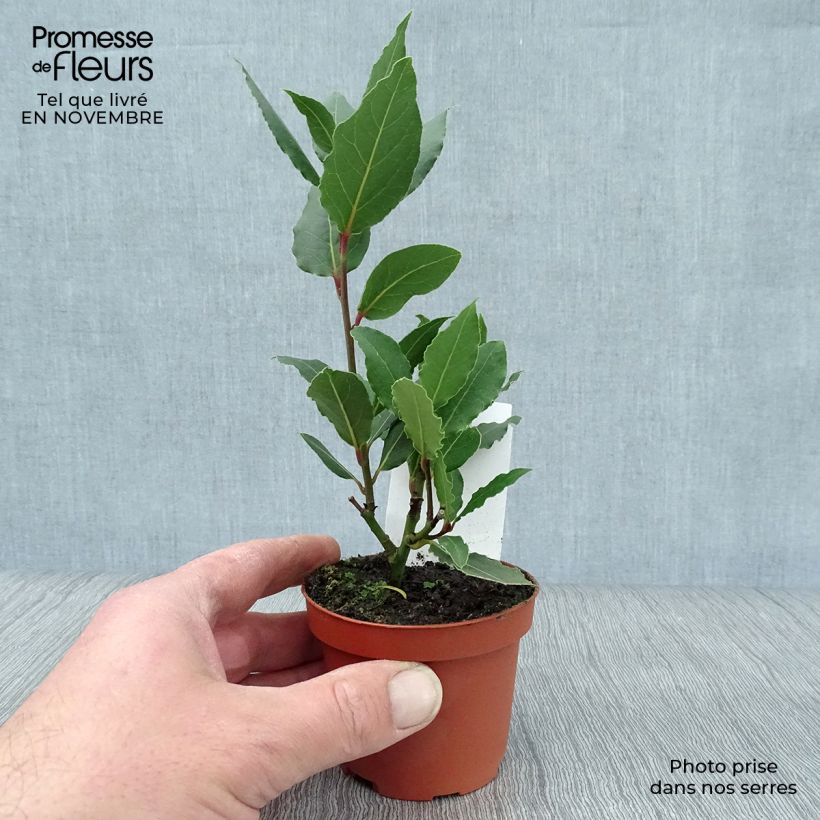 Esimerkki syksyllä toimitetusta Välimerenlaakeri - Laurus nobilis 8/9 cm taimiruukku-taimesta